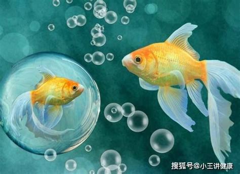 哪一種魚最好養|適合新手養魚品種 : 6種入門淡水魚